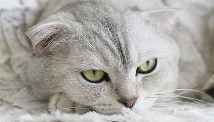 世界杯有戏！内马尔梅开二度，复出后3场已贡献2球1助